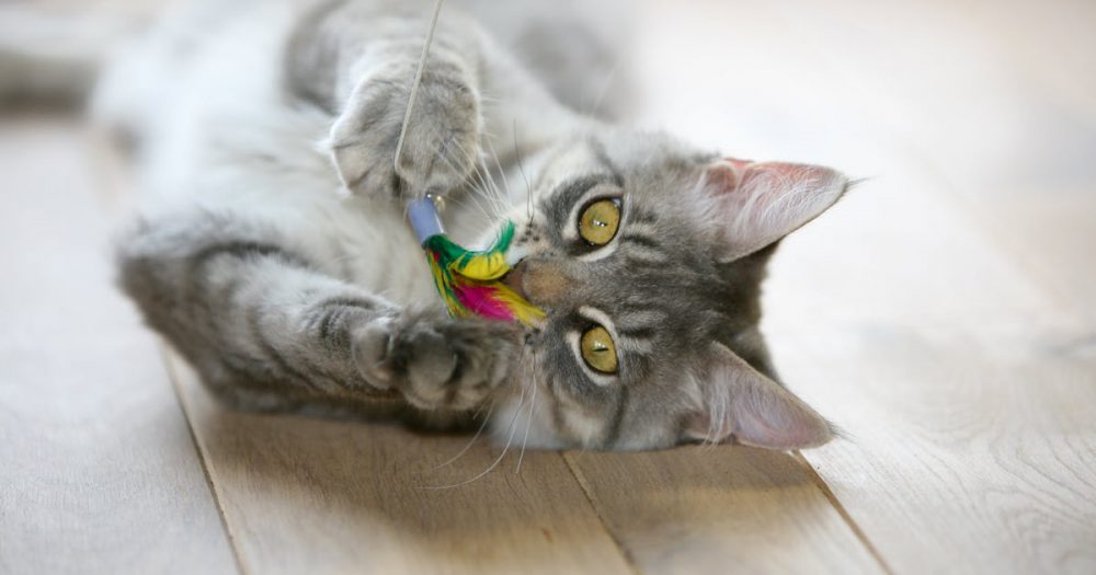 Cat rolling on floor playing with cat toy.