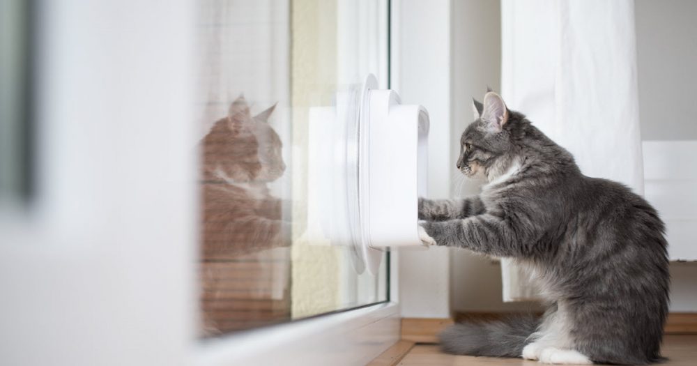 Cat peaking through cat door as a way in and out of the home.