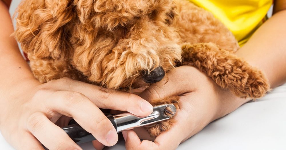 Brown dog behaving while having their nails cut.