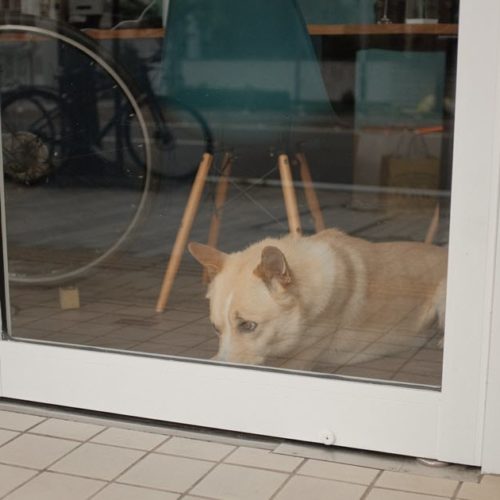 Dog looking out window wishing it had a secure dog door.