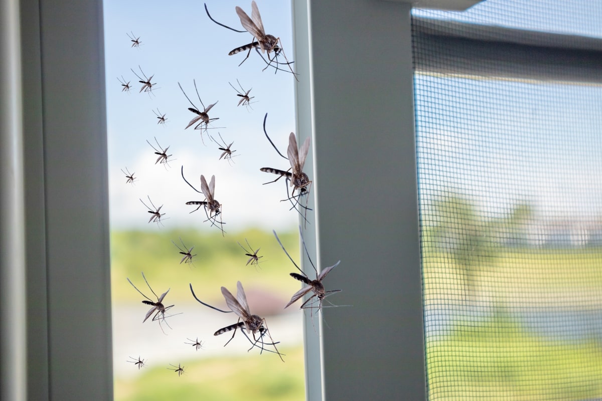 Close-up view of insect mesh screens fitted to a window, showcasing how effective outdoor screens for patios can be in keeping pests at bay.