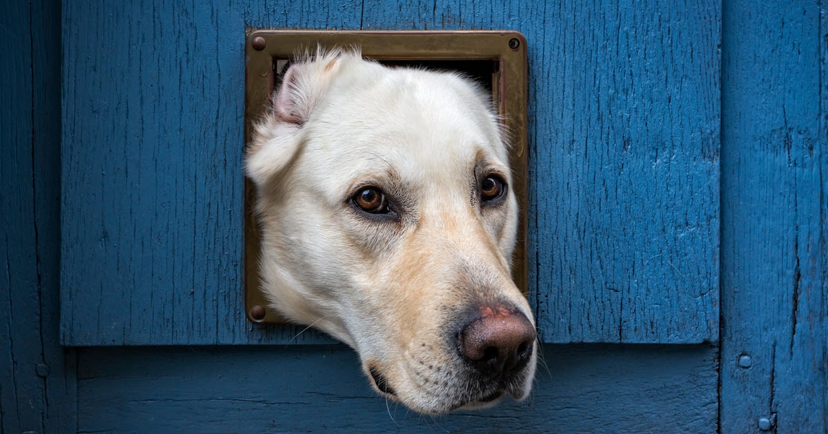 Make sure you measure the pet door based on the size of your dog or cat.