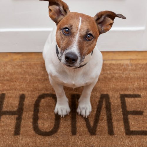 Dog sitting at front door with home owners protecting flyscreen from pets.